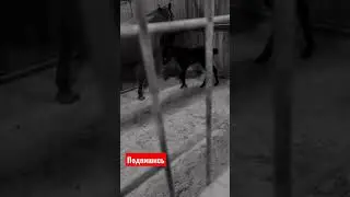 #shorts #horse #sports #animals #trending