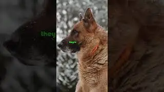 Top 3 Protection Dogs 