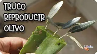 Plantar Olivo Sin RAIZ - Miles de olivos gratis, esqueje de olivo paso a paso || La Huertina De Toni