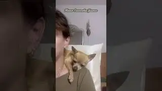 Собачка отдыхает #собака #отдых #счастливаяулитка