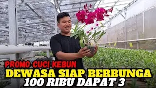 OBRAL CUCI KEBUN‼️ DENDROBIUM ID CUANTIK- CUANTIK 100 Dapat 3 🤩😊😊