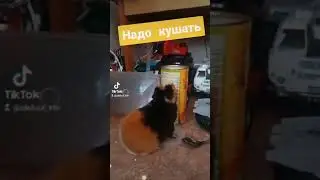 #морскаясвинка
