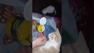Просто котэ жрут кукурузу