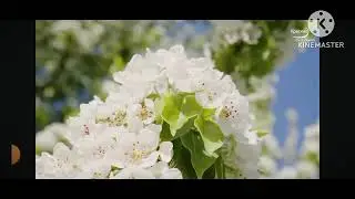 мы родились в сибири//деда обманывают//обзор канала