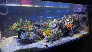 Coral Garage Farm Tank Update - May, 2026