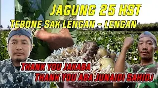 JAKABA BIKIN PARASIT... ❌ JAKABA BIKIN  CABAI DAN BATANG JAGUNG JADI SAK LENGAN - LENGAN ✅