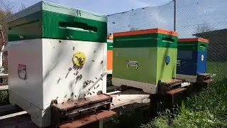 Сбор пыльцы.