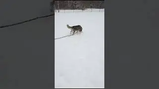 Как бегает Хаски Рей!