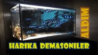 Demasoni Hakkında Herşey. Malawinin En Güzel Balığı