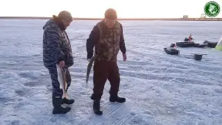 ЭКСТРИМ РЫБАЛКА С НОЧЕВКОЙ ПО ПОСЛЕДНЕМУ ЛЬДУ, СУДАК НА ЖЕРЛИЦЫ, ОКУНЬ НА ЖЕЛЕЗЯКУ. ГОСТИ С КУРГАНА!