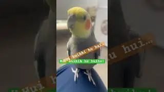 Pepper Sings 🎤🎶🎵 hui huiuu hu hui... hui hu huihu huihhu 😂😂🦜 #chirpychatter #petbirds