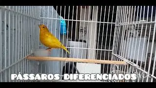 CANÁRIO DA TERRA CANTANDO MUITO ESSE E PURA FIBRA esquente seus canários da terra !