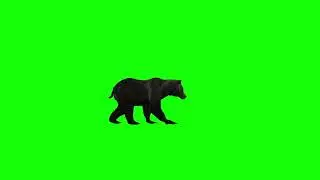 Bear Running - Green Screen