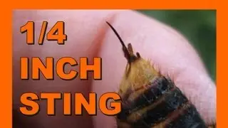 🐝 Basic Insect Anatomy - Asian Giant Hornet Suzumebachi - Real Japan Monsters 基本的な昆虫の解剖学 日本のモンスター