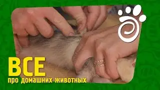 Вакцинация Для Хорька. Все О Домашних Животных