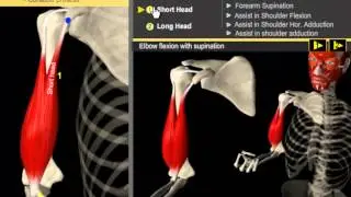 Biceps Brachii Muscle // Build Proportioned Biceps - Anatomy & Kinesiology