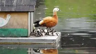 Огарь или красная утка с утятами
