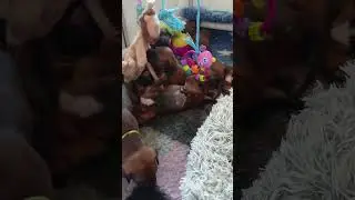Baby Lion Hounds