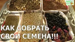 С каких растений можно собирать СВОИ семена?