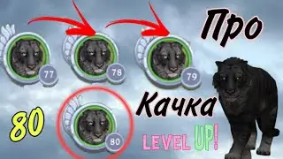 Прокачка тигра до 80 🌷LvL🌷 WildCraft | Level Up |