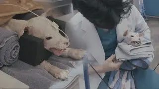 Shocking test results of Teddy, a puppy who can't even close his eyes on his own - Part 2