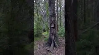 #лес
