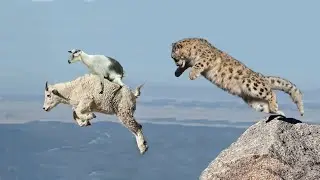 ДАТА заселения Европы и про Матрицу