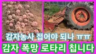 불량감자 판매 마지막 감자를 로타리 칩니다 이게바로 폭~망 😅😅