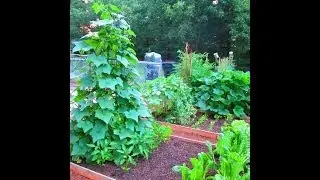 Organic Gardening: Tips On Growing Cucumbers On A Trellis ~ Garden Update