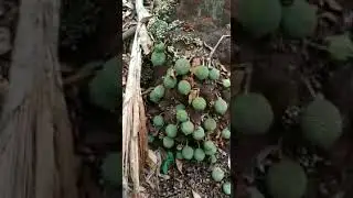 Durian Special | Tumbuh Di Bawah