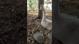 แตงโมเป็นยามให้หน่อยนะพ่อจะงีบ #goose #ห่าน