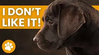 Signs Your Dog Feels Uncomfortable (Must Know)