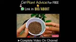 Do This After Pruning Hibiscus Plant!
