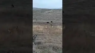 ÇOBAN KÖPEKLERİ GÖVDE GÖSTERİSİ