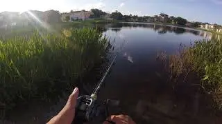 Pond Hopping My Community. Again...