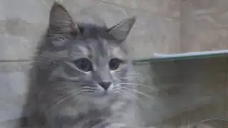 Игривая Кошка Фиби на отдыхе в отеле для котов и кошек в Киеве 