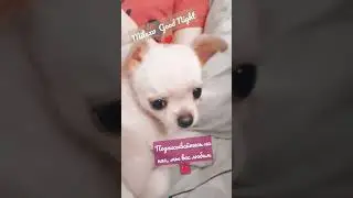 Спокойной ночи наши любимые подписчики ❤️ #mila  #reels #dog #motivation #new #russia #simba #shots