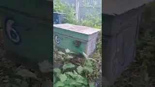 жара