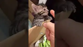 Why Does This Clip Freeze Cats? 😳🐈