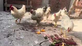 Crianza de Gallinas Alimentacion