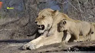 How Lions Hunt Buffalo Lion | Music 10