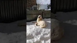 Наблюдательный пункт тает потихоньку ❄️❄️❄️#Шилеле