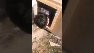 Джек рассел терьер