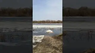 лёд тронулся господа заседатели