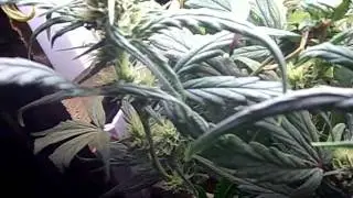 Харвес ещё не скоро)
