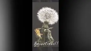 The Most Famous Flower of All Time .. the #Dandelion in #slowmotion #gardenmagic
