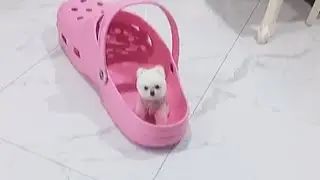 Baby Dogs - Cute and Funny Dog Videos Compilation #2