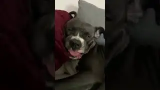 связь с космосом #смешныесобаки