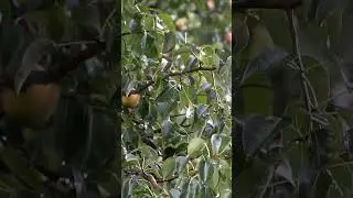 Rain sounds and birds chirping