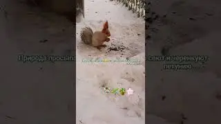 Цветоводы Продолжаем Сеять и Черенковать Петунию#петуния #природа #белка